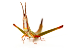 Warramaba whitei
