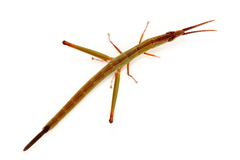 Warramaba whitei