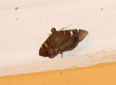 Lamprosema