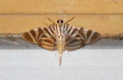 Spilomela perspicata