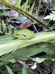 Ranoidea phyllochroa