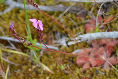 Drosera cuneifolia