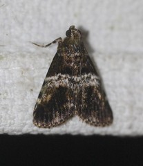 Orthaga rubridiscalis