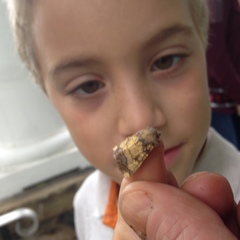 Papaipema cataphracta