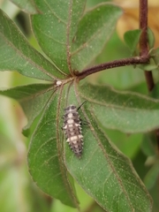 Coccinella transversalis