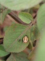 Coccinella transversalis