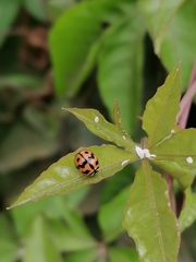 Coccinella transversalis