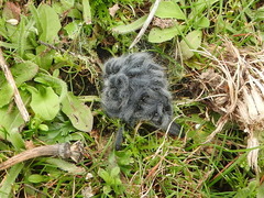 Thaumetopoea herculeana