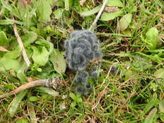 Thaumetopoea herculeana