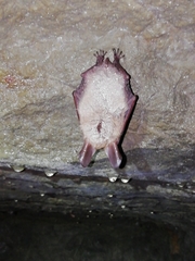 Myotis bechsteinii