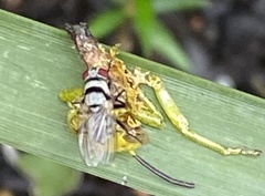Anthomyia vicarians