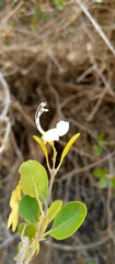 Karomia microphylla image