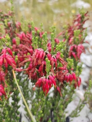 Erica monadelphia