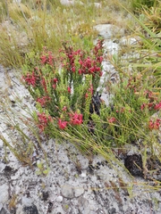 Erica monadelphia