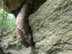 Urocyclinae