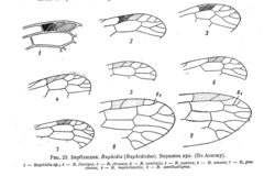 Dichrostigma flavipes
