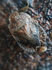 Sciocoris microphthalmus