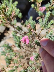 Erica glauca elegans