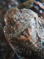 Sciocoris microphthalmus