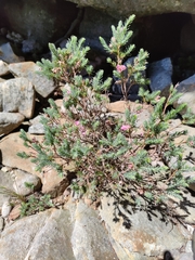 Erica glauca elegans