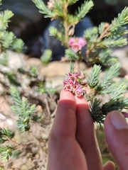 Erica glauca elegans