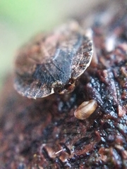 Sciocoris microphthalmus