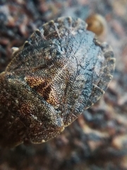 Sciocoris microphthalmus