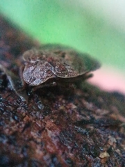 Sciocoris microphthalmus