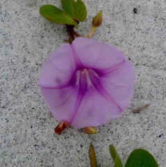 Ipomoea pes-caprae