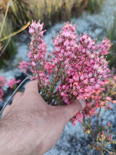 Image of Erica supranubia by (c) Seth Musker, some rights reserved (CC BY)