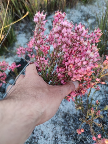 Image of Erica supranubia by (c) Seth Musker, some rights reserved (CC BY)