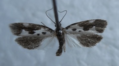 Ethmia quadrillella