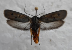 Ethmia aurifluella