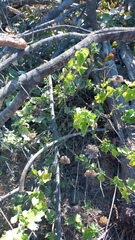 Abutilon sonneratianum