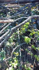 Abutilon sonneratianum