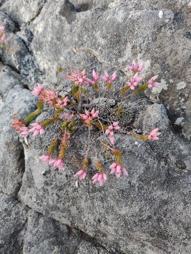 Image of Erica doliiformis by (c) Seth Musker, some rights reserved (CC BY)