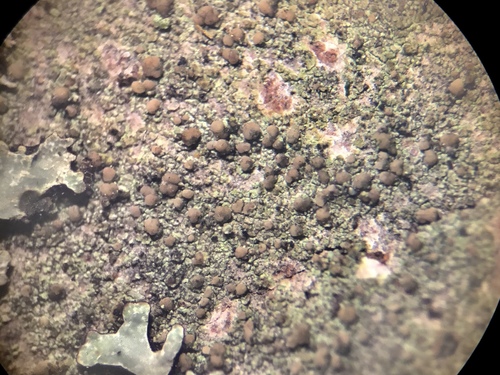 Scoliciosporum pensylvanicum image