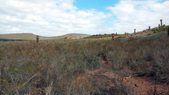 Aloe ferox