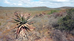Aloe ferox