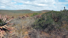 Aloe ferox