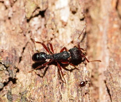 Rhytidoponera aspera