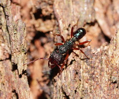 Rhytidoponera aspera