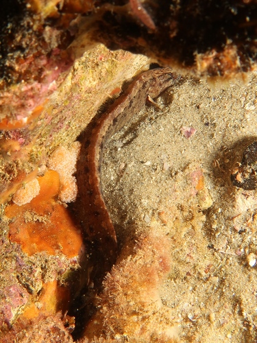 Southern snakeblenny (Ophiclinus antarcticus) — Clinidae — 4