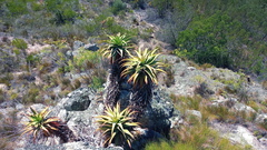 Aloe arborescens × ferox