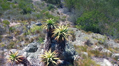 Aloe arborescens × ferox