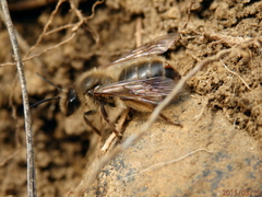 Strepsiptera