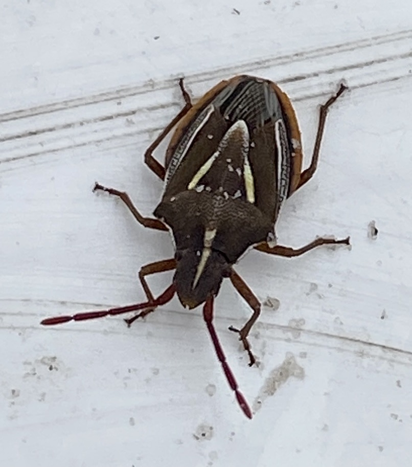 Poecilotoma perconfusa