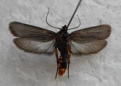 Ethmia aurifluella
