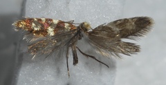 Micropterix