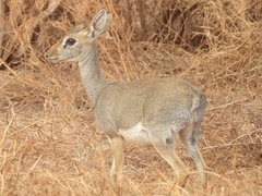 Madoqua hindei